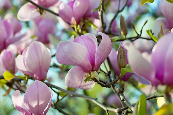 Magnoliablomster – stockfoto