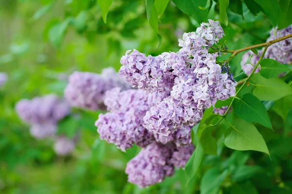 Förgrenade lila blommor — Stockfoto