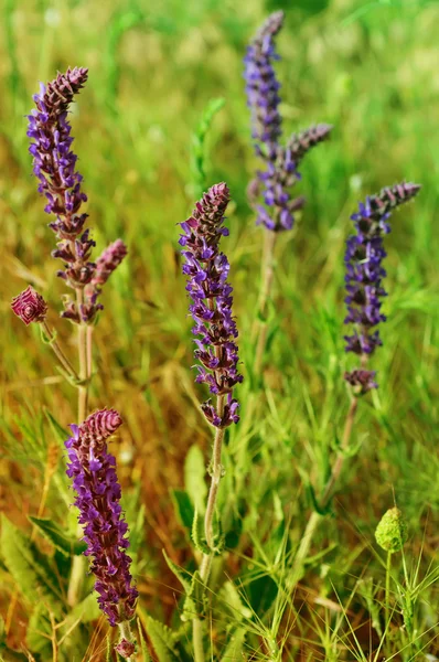 Violet meadow flower — Stock Photo, Image