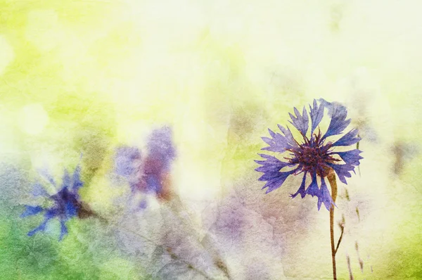 Cornflowers background — Stok fotoğraf