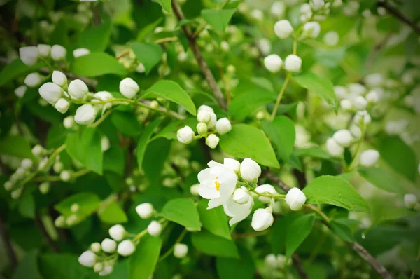 Flor de jasmim — Fotografia de Stock