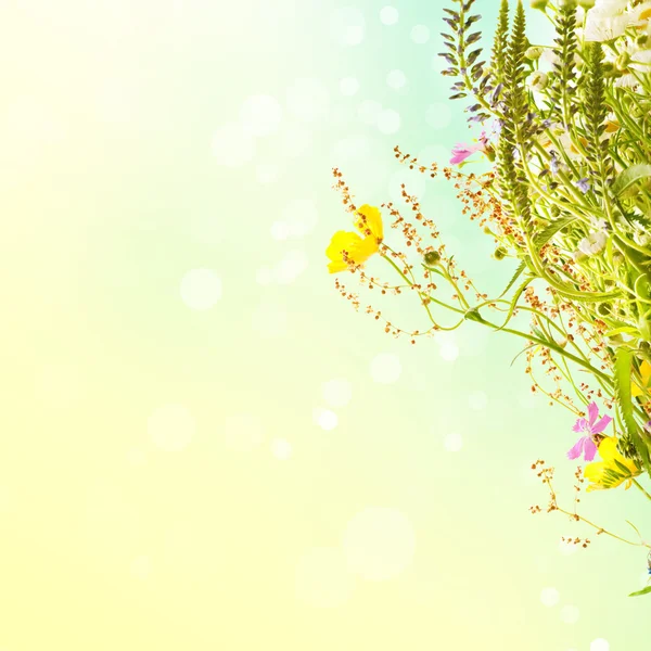 Summer flowers — Stock Photo, Image