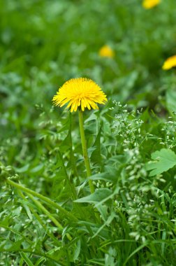 Karahindiba çiçeği