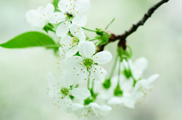 Flores de cereja — Fotografia de Stock