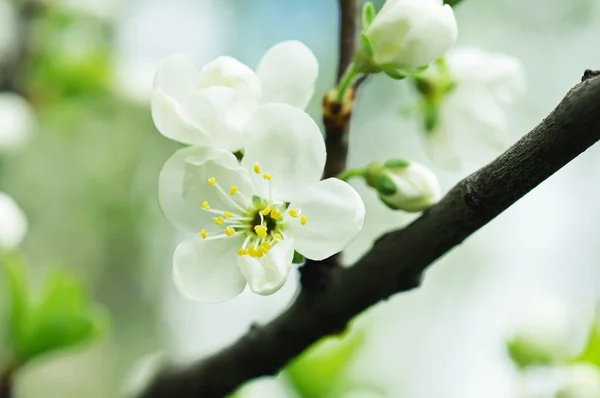 Flores de cereza — Foto de Stock