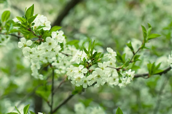 Flores de cereja — Fotografia de Stock