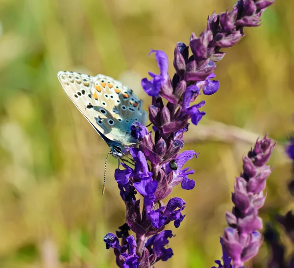 花上的蓝蝴蝶 — 图库照片