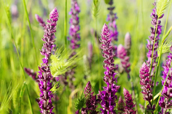 Violet meadow flower — Stock Photo, Image