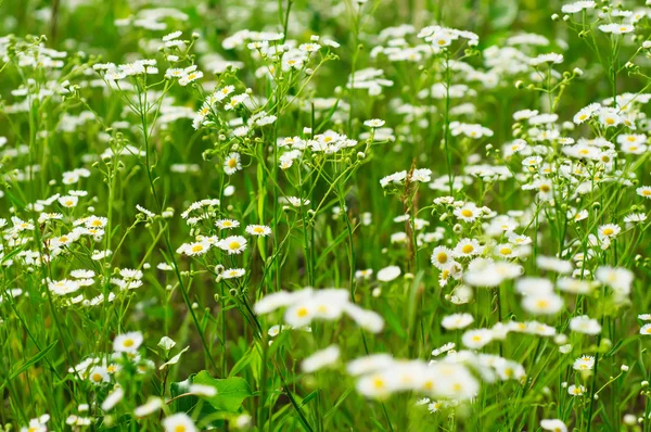 Wild camomile flowers — Stock Photo, Image