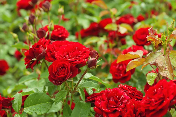 Garten mit roten Rosen — Stockfoto