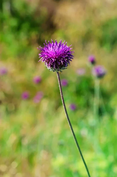 Spring pink flowers — Stock Photo, Image