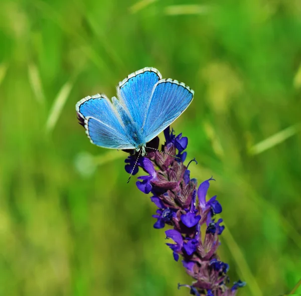 花上的蓝蝴蝶 — 图库照片