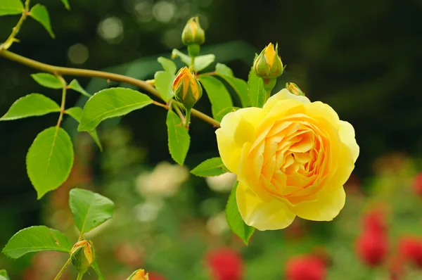 Žlutá růže — Stock fotografie