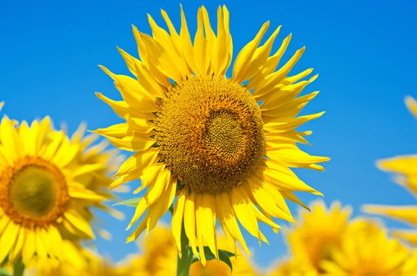 Sunflower — Stock Photo, Image