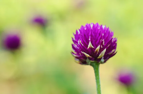 Spring pink flowers — Stock Photo, Image