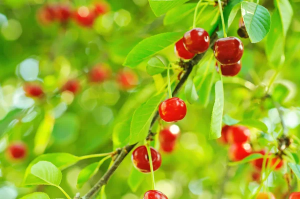 Körsbärsträd med frukter — Stockfoto