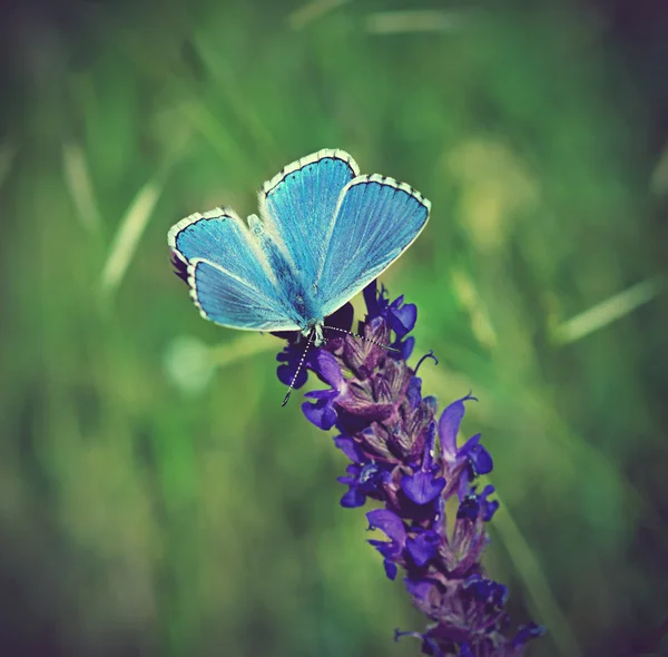 Modrý motýl na květině — Stock fotografie