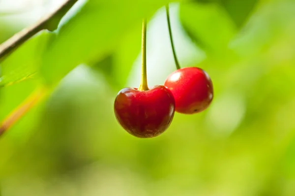 Cherry tree with fruits — Stock Photo, Image