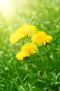 Karahindiba çiçeği