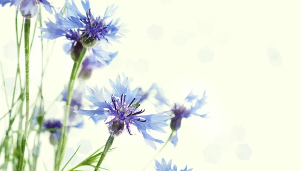 Cornflowers fundo — Fotografia de Stock