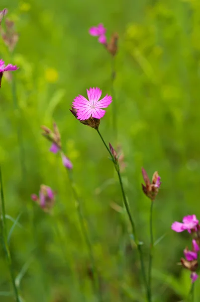 Wild carnation flower — Stock Photo, Image
