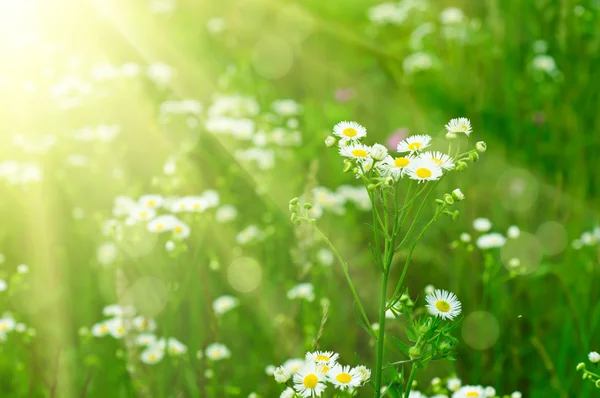 Fiori di camomilla selvatica — Foto Stock