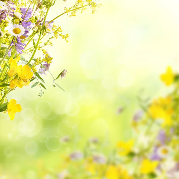 Fleurs d'été fond — Photo