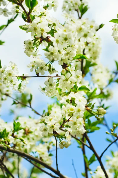 Cherry bloemen — Stockfoto