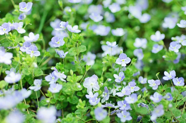 Blå blommor — Stockfoto