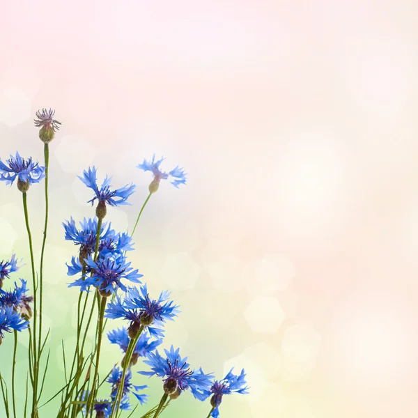 Cornflowers background — Stock Photo, Image