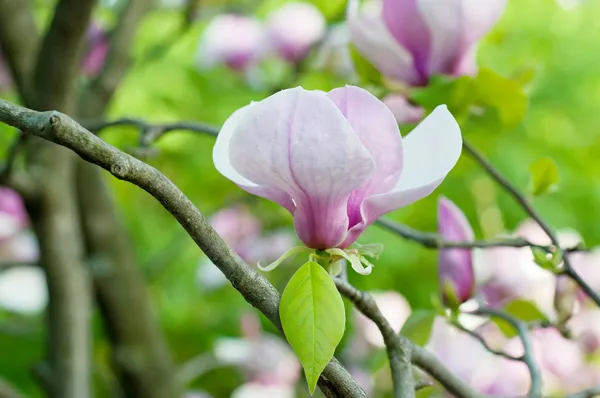 Magnolia blommor — Stockfoto