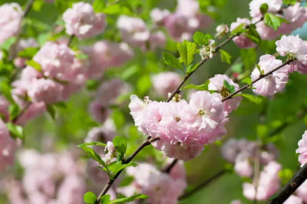 Blossoming of sakura flowers — Stock Photo, Image