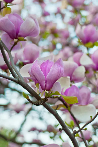 Magnolian kukat — kuvapankkivalokuva