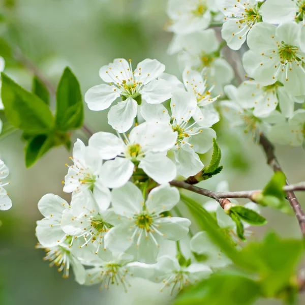 Flores de cereza — Foto de Stock