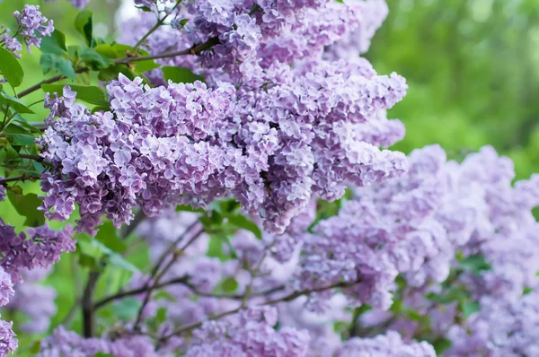 Branch of lilac flowers — Stock Photo, Image