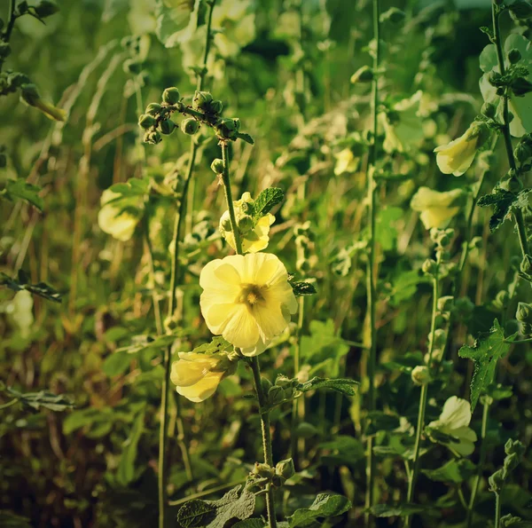 Flores de malva —  Fotos de Stock