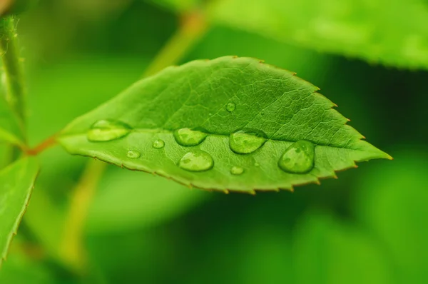 Grünes Blatt — Stockfoto