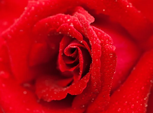 Rote Rose — Stockfoto