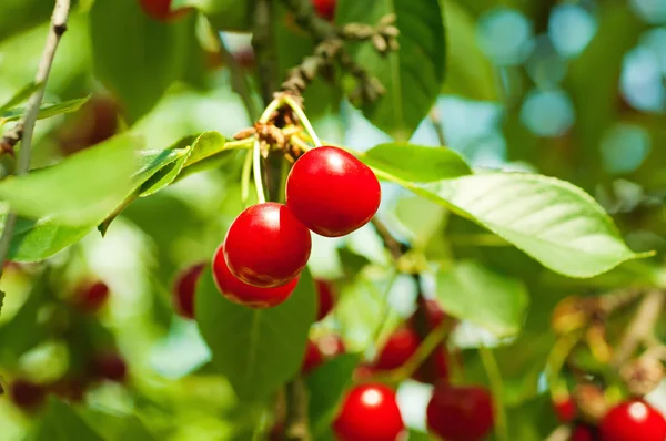 Cherry tree with fruits — Stock Photo, Image