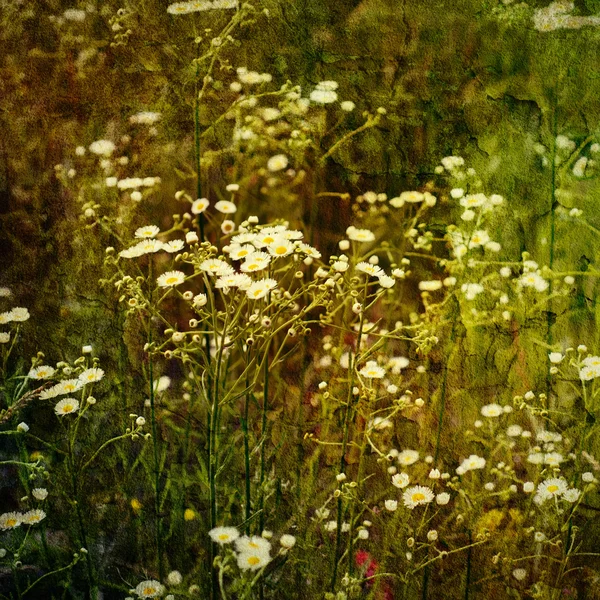 Blomkål — Stockfoto