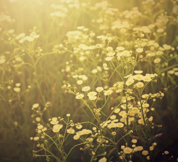 Fleurs de camomille sauvage — Photo