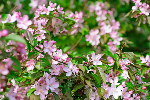 Appelboom bloem — Stockfoto