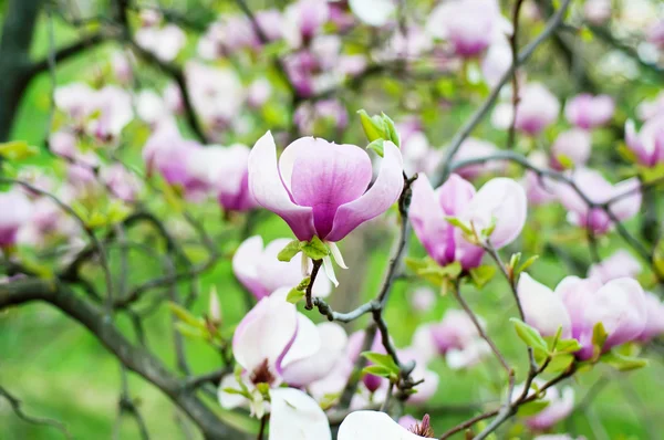 Fiori di Magnolia — Foto Stock