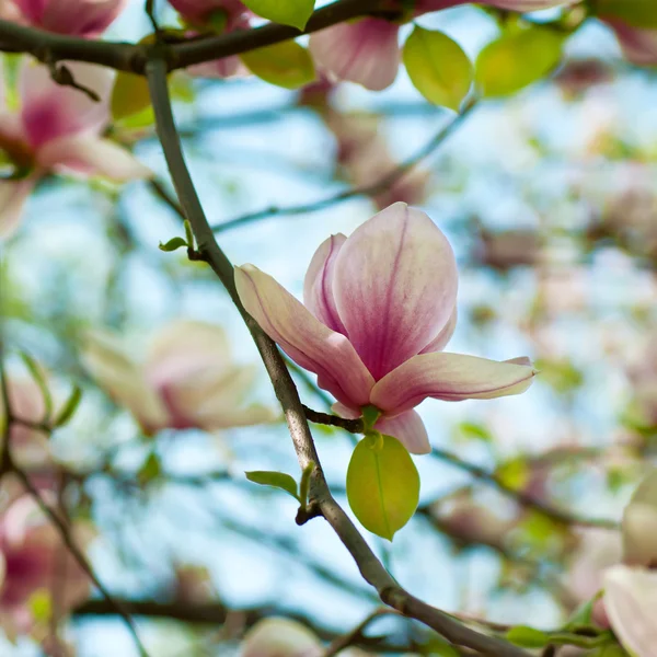 Flores de magnolia — Foto de Stock