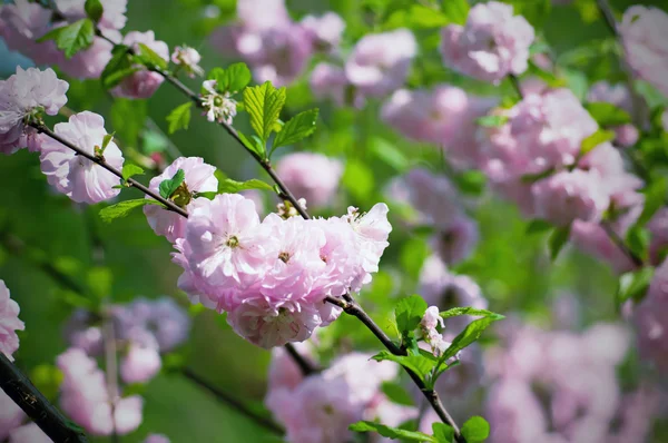 Blommande på sakura blommor — Stockfoto