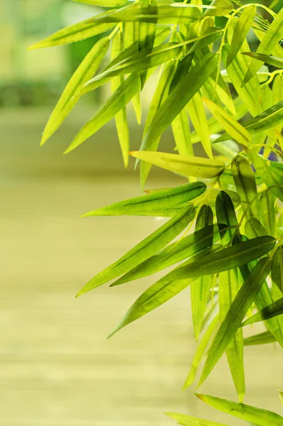 Tropical leaves frame — Stock Photo, Image