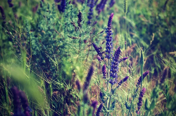 바이올렛 초원 꽃 — 스톡 사진