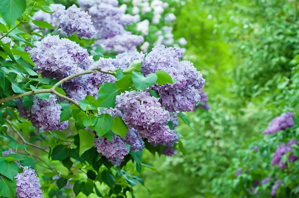 Förgrenade lila blommor — Stockfoto