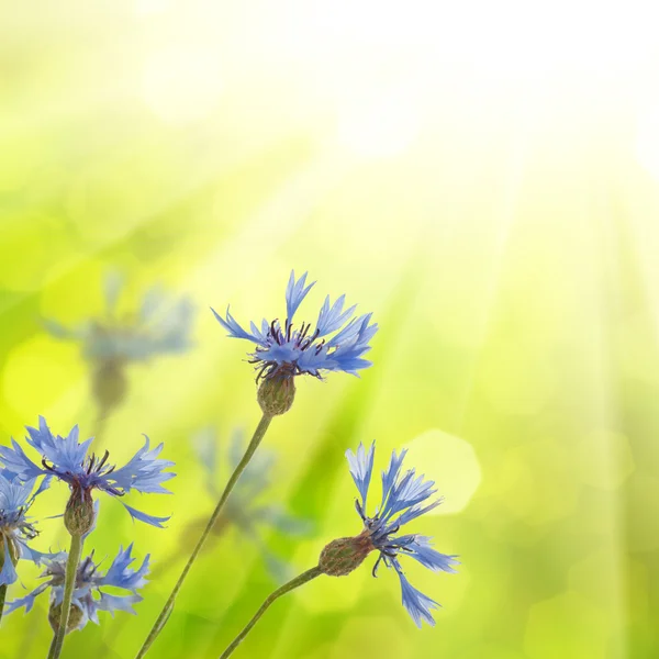 Cornflowers background — Stockfoto