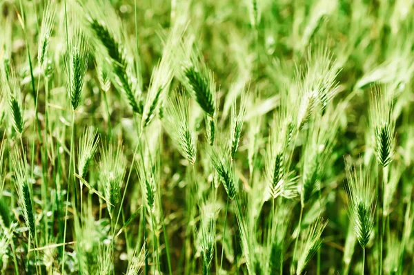 Campo de oído — Foto de Stock